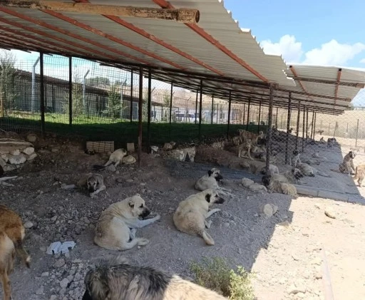 Adıyaman Belediyesinden sessiz dostlara güvenli yuva